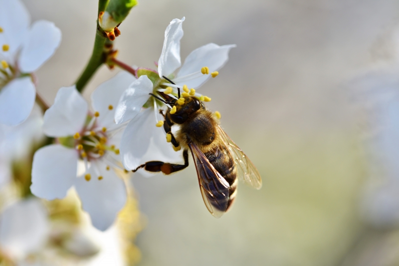 jardinerie-FAYENCE-min_bee-4092986